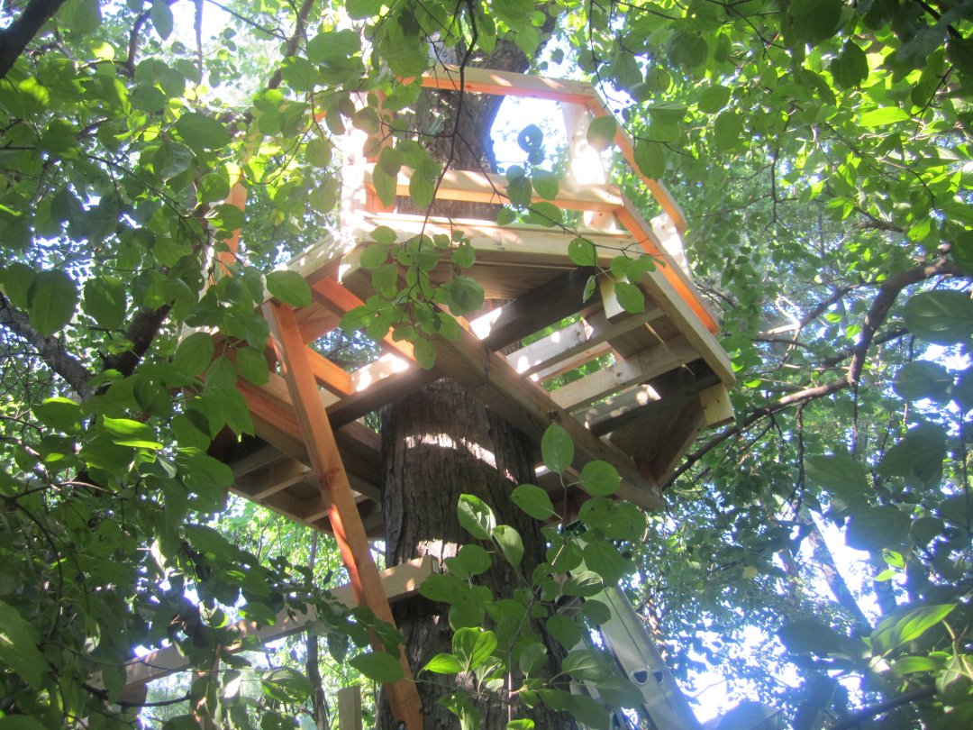 Treehouse from below